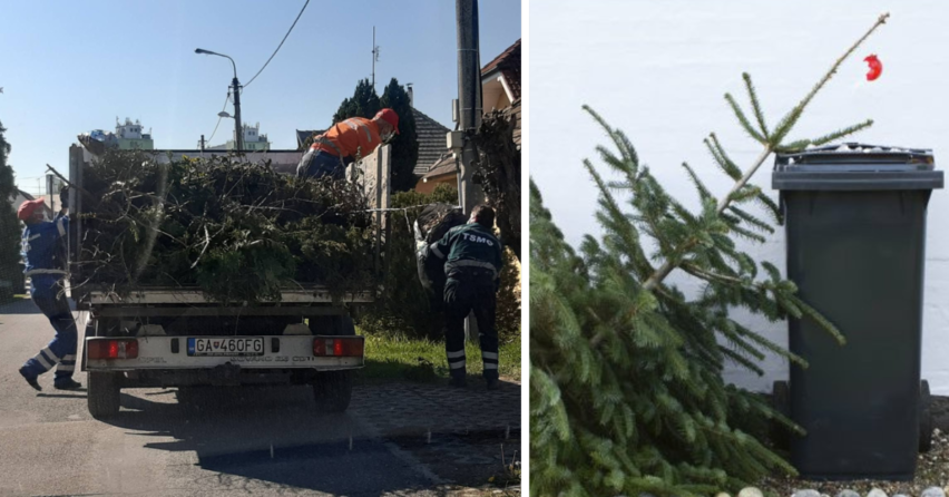 Mestský úrad a Technické služby mesta Galanta oznámili, že zber živých vianočných stromčekov začína od 9. januára 2023
