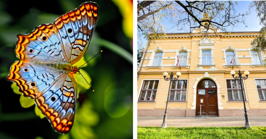 Jar do mesta privolá zbierka motýľov na výstave Čo sa skrýva v tme vo Vlastivednom múzeu v Galante